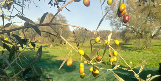 I nostri olivi azienda agagricola olio brunotti