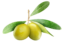 Olio Brunotti DI Canino Olio Brunotti DI Canino