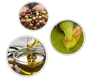 Olio Brunotti Azienda Olio Brunotti Azienda